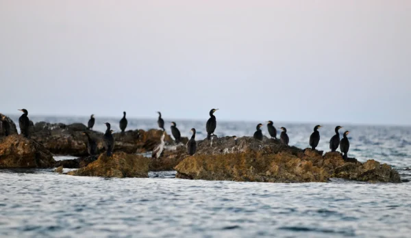 Alternatura Travel Agency - VIS DMC